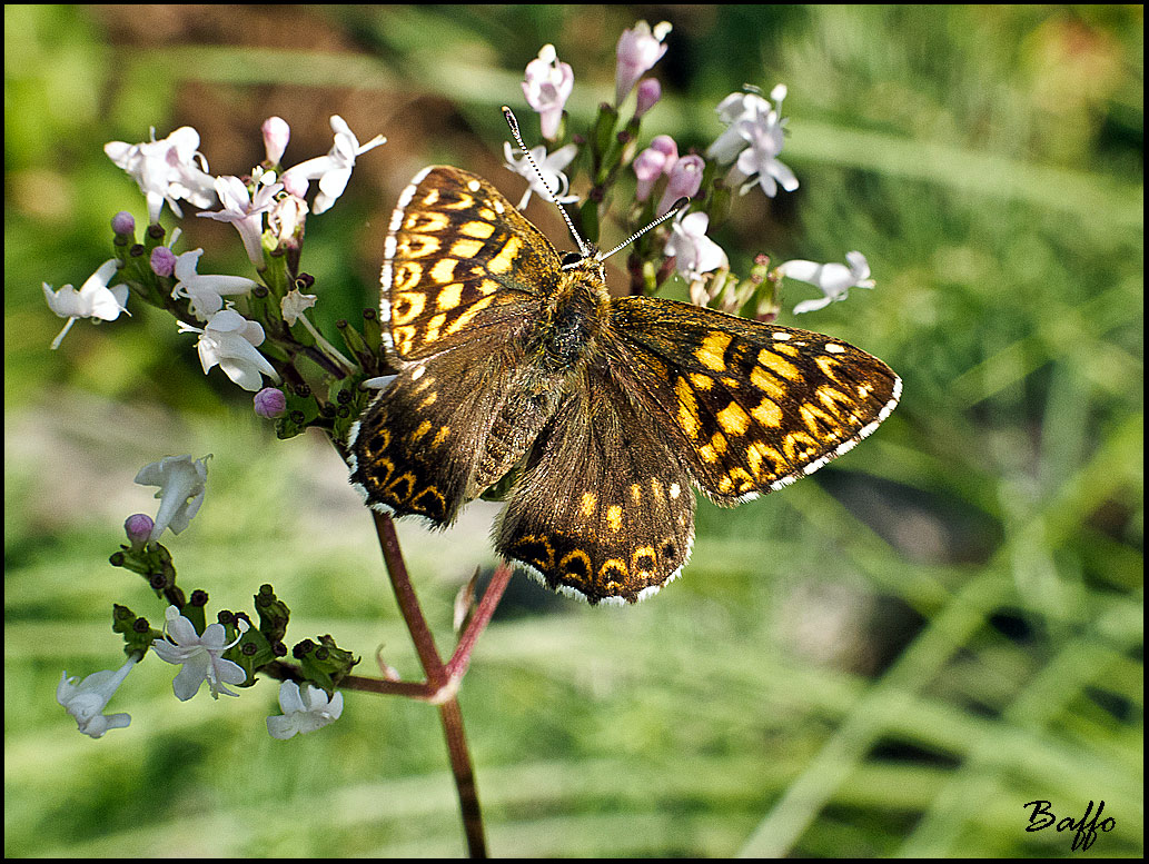 Da identificare - Hamearis lucina